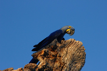 A large multi-colored talking macaw Ara parrot in the rainforest of Brazil.