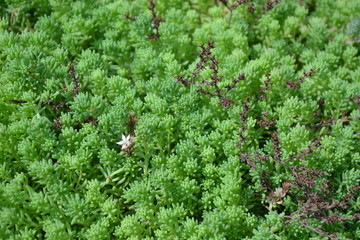 Home garden, flower bed. Gentle green plant. Sedum. Stonecrop. Hare cabbage. Green moss. Decorative grassy carpet. Green flower bed decoration. Garden. Tender plant
