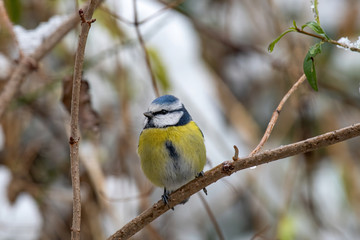 Blue tit (Cyanistes caeruleus or Parus caeruleus) Wildlife photo