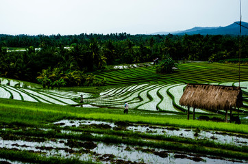 Layer of the rice field, Bali, Indonesia
