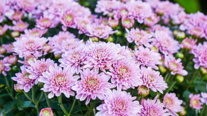 Obraz premium Pink chrysanthemum blooming in the garden.