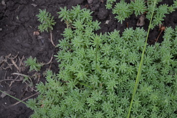 Sedum. Stonecrop. Home garden, flower bed. Gentle green plant. Hare cabbage. Green moss. Decorative carpet