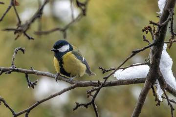 The great tit (Parus major) is a passerine bird in the tit family Paridae