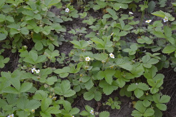 Strawberries. Fragaria vesca. Bushes of strawberry. Home garden, flower bed. Useful green plant. Tasty and healthy. Red juicy berries. Healing berries. Flowers strawberries