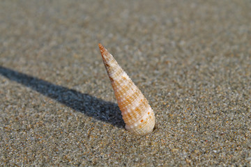 Tower screw shells on the beach.