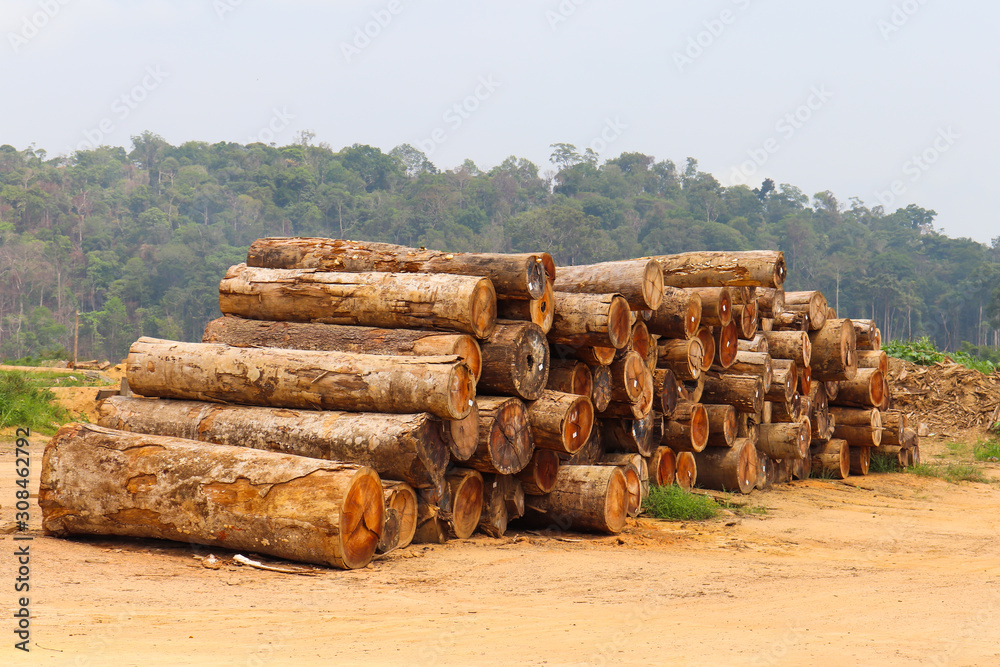 Sticker Stockyard with piles of native wood logs extracted from a brazilian Amazon rainforest region, seen in the background.