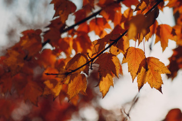 Autumn yellow leaves on tree in backlight