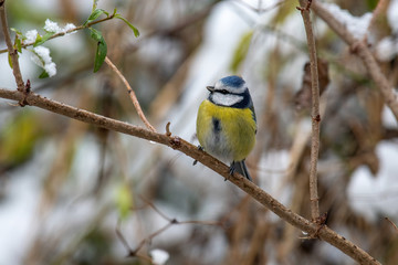 Blue tit (Cyanistes caeruleus or Parus caeruleus) Wildlife photo