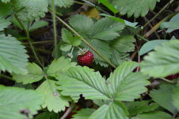 Home garden, flower bed. Useful green plant. Tasty and healthy. Strawberries. Fragaria vesca. Bushes of strawberry. Red juicy berries. Fragrant. Berries strawberries