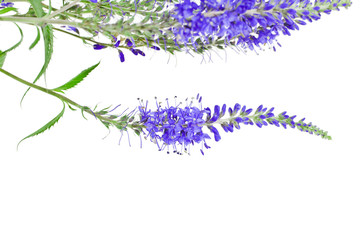 Veronica officinalis herb with flowers isolated on white background