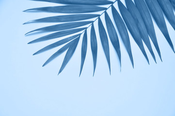 Fototapeta na wymiar Palm tree leave in trendy blue color.