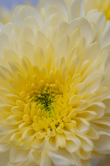 yellow chrysanthemum close up
