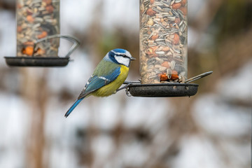 Naklejka premium Blue tit (Cyanistes caeruleus or Parus caeruleus) Wildlife photo
