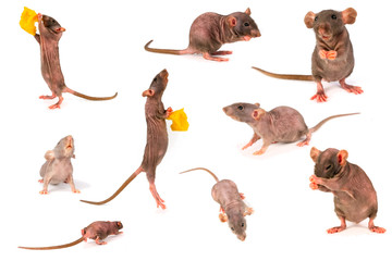 Naklejka premium rat dumbo gray collection set isolated on white background