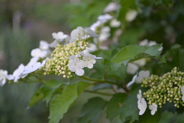 Home garden, bed. Viburnum, a genus of woody flowering plants Adoxaceae. Useful. White flowers