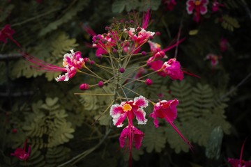 Obraz premium flowers in the garden