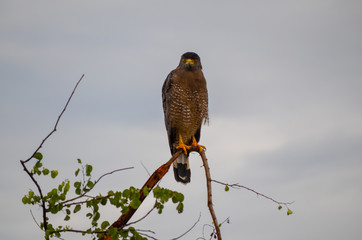 Adler Nahaufnahme Sri Lanka