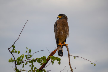Adler Nahaufnahme Sri Lanka