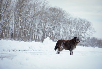 Frozen stray dog standing in the snow in winter
