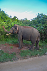 Naklejka na ściany i meble Elefant Safari Sri Lanka