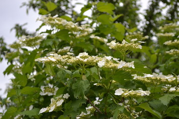 Medicinal fruits. Red berries. Tea, syrup, jam. Home garden, flower bed. Viburnum, a genus of woody flowering plants Adoxaceae. Useful tree plant. Green branches. White flowers