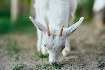 goat on green grass