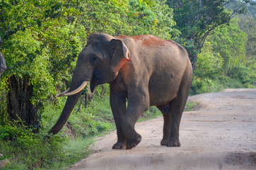 Naklejka na ściany i meble Elefant Safari Sri Lanka