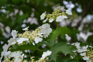 Viburnum, a genus of woody flowering plants Adoxaceae. Home. White flowers