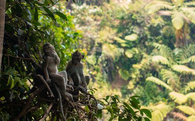 monkey lives in a natural forest conservation in Indonesia