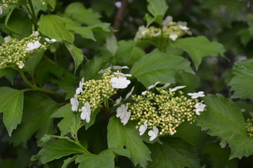 Viburnum, a genus of woody flowering plants Adoxaceae. Useful tree plant. Home garden, flower bed. Medicinal fruits. Red berries. Tea, syrup, jam. Green branches. White flowers