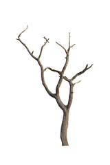 Dead tree on the white background