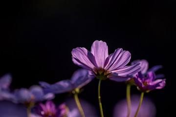 Obraz premium Selective focus beautiful pink cosmos flowerblooming in a garden.