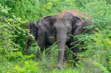 Fototapeta na wymiar Elephant schaut in Kamera