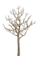 tree on the white background