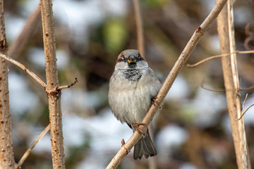 House Sparrow Passer domesticus in natural background