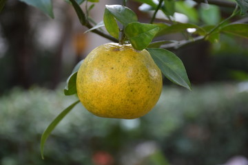 Orange Fruits and orange farm