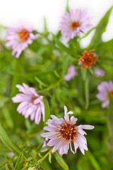 Fototapeta premium Pink flower of European Michaelmas Daisy (Aster Amellus) on green blurred background