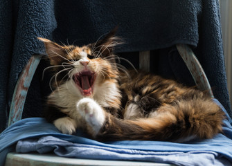 Katze ist am g&auml;hnen