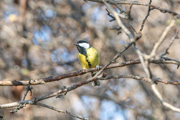 The great tit (Parus major) is a passerine bird in the tit family Paridae