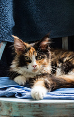 Katze auf einem blauen Stuhl