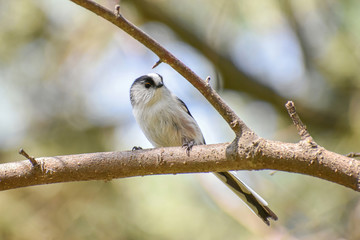 Long-tailed tit (Aegithalos caudatus) sits on a branch in its natural habitat