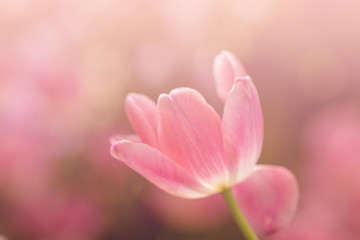 Obraz na płótnie Canvas Blurred beautiful pink tulip flower in nature background.Flowers soft blur colors sweet tone background.