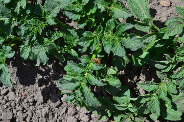 Field, farm, village, cultivated plants. Natural homemade products. Potatoes. Type of perennial tuberiferous herbaceous plants. Solanum tuberosum. Colorado beetles, Leptinotarsa decemlineata