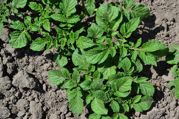 Field, farm, village, cultivated plants. Natural products. Potatoes. Solanum tuberosum. Colorado beetles, Leptinotarsa decemlineata