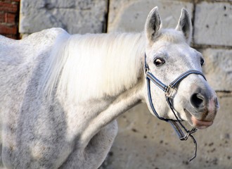 The curious face of the Terek gray horse