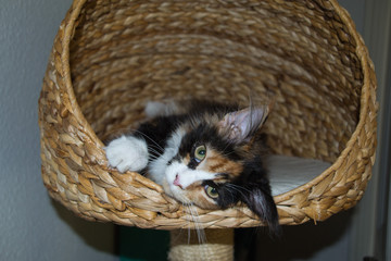 husch husch ins K&ouml;rbchen