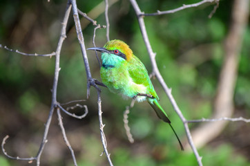 Green Bee Eater
