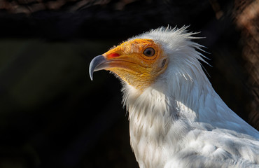 Egyptian Neophron percnopterus bird of prey, the white scavenger vulture