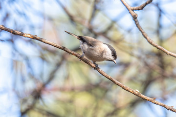 Close up of Marsh tit (Poecile palustris) Wildlife photo