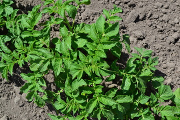 Field, farm, village, cultivated plants. Tasty, healthy. Potatoes. Solanum tuberosum. Colorado beetles, Leptinotarsa decemlineata